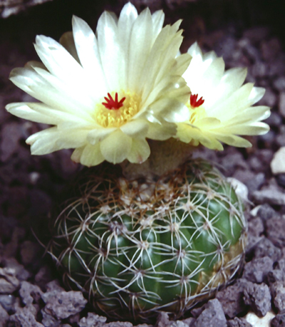 Notocactus arachnitis Gf 29 Foto N. Gerloff